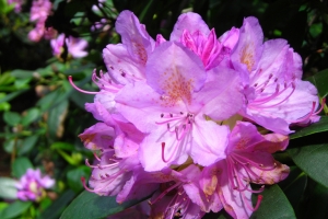 Rhododendron (Azalea)  'Boursault' 